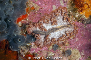 Roll out the red carpet for this beautiful carpet flatworm by Peet J Van Eeden 
